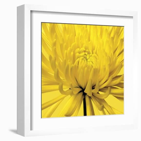 Yellow Mum IV-Jenny Kraft-Framed Giclee Print