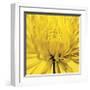 Yellow Mum IV-Jenny Kraft-Framed Giclee Print