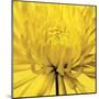 Yellow Mum IV-Jenny Kraft-Mounted Giclee Print