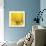 Yellow Mum IV-Jenny Kraft-Giclee Print displayed on a wall