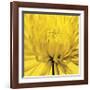 Yellow Mum IV-Jenny Kraft-Framed Giclee Print
