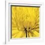 Yellow Mum IV-Jenny Kraft-Framed Giclee Print