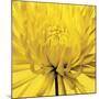 Yellow Mum IV-Jenny Kraft-Mounted Giclee Print