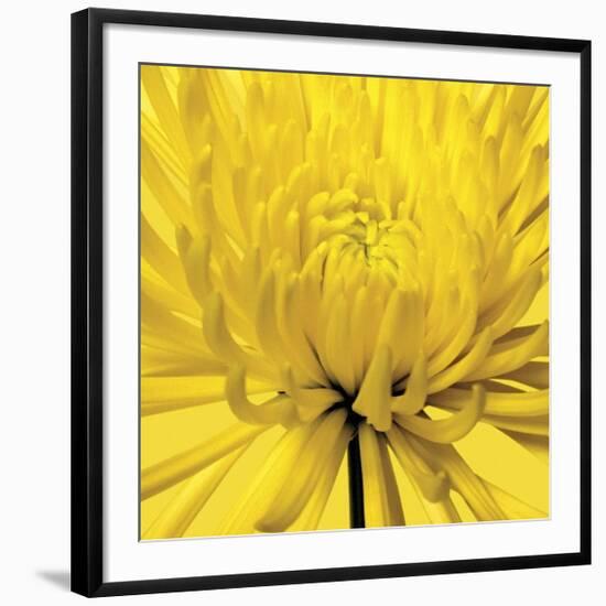 Yellow Mum IV-Jenny Kraft-Framed Giclee Print