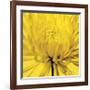 Yellow Mum IV-Jenny Kraft-Framed Giclee Print