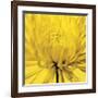 Yellow Mum IV-Jenny Kraft-Framed Giclee Print