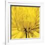 Yellow Mum IV-Jenny Kraft-Framed Giclee Print