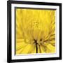 Yellow Mum IV-Jenny Kraft-Framed Giclee Print