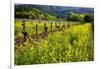 Yellow Mustard And Old Grapevines-George Oze-Framed Photographic Print