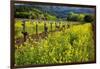 Yellow Mustard And Old Grapevines-George Oze-Framed Premium Photographic Print