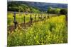 Yellow Mustard And Old Grapevines-George Oze-Mounted Premium Photographic Print