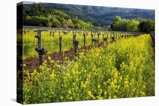 Yellow Mustard And Old Grapevines-George Oze-Stretched Canvas