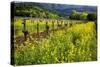 Yellow Mustard And Old Grapevines-George Oze-Stretched Canvas