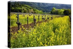 Yellow Mustard And Old Grapevines-George Oze-Stretched Canvas