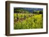 Yellow Mustard And Old Grapevines-George Oze-Framed Photographic Print