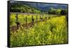 Yellow Mustard And Old Grapevines-George Oze-Framed Stretched Canvas