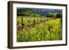 Yellow Mustard And Old Grapevines-George Oze-Framed Photographic Print