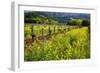 Yellow Mustard And Old Grapevines-George Oze-Framed Photographic Print