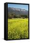 Yellow Mustard and Topa Topa Mountains in Spring, Upper Ojai, California, Usa, 04.26.2014-Joseph Sohm-Framed Stretched Canvas