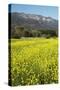 Yellow Mustard and Topa Topa Mountains in Spring, Upper Ojai, California, Usa, 04.26.2014-Joseph Sohm-Stretched Canvas