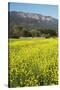 Yellow Mustard and Topa Topa Mountains in Spring, Upper Ojai, California, Usa, 04.26.2014-Joseph Sohm-Stretched Canvas