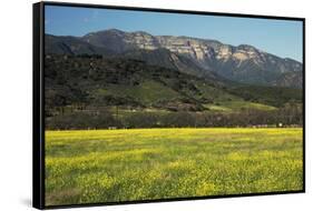 Yellow Mustard and Topa Topa Mountains in Spring, Upper Ojai, California, Usa, 04.26.2014-Joseph Sohm-Framed Stretched Canvas