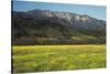 Yellow Mustard and Topa Topa Mountains in Spring, Upper Ojai, California, Usa, 04.26.2014-Joseph Sohm-Stretched Canvas