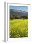 Yellow Mustard and Topa Topa Mountains in Spring, Upper Ojai, California, Usa, 04.26.2014-Joseph Sohm-Framed Photographic Print