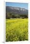 Yellow Mustard and Topa Topa Mountains in Spring, Upper Ojai, California, Usa, 04.26.2014-Joseph Sohm-Framed Photographic Print