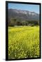 Yellow Mustard and Topa Topa Mountains in Spring, Upper Ojai, California, Usa, 04.26.2014-Joseph Sohm-Framed Photographic Print