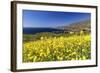 Yellow Mustard Bloom, Big Sur, California-George Oze-Framed Photographic Print