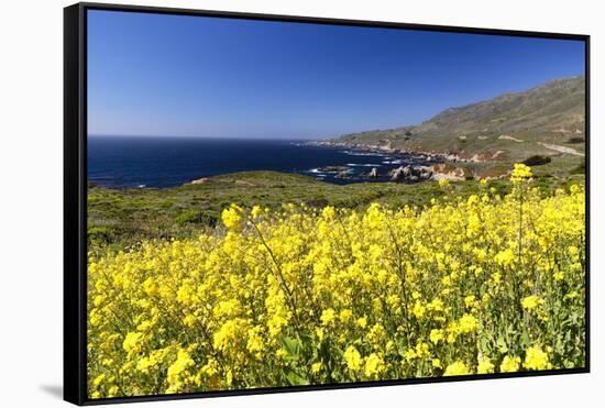 Yellow Mustard Bloom, Big Sur, California-George Oze-Framed Stretched Canvas