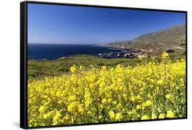 Yellow Mustard Bloom, Big Sur, California-George Oze-Framed Stretched Canvas