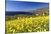 Yellow Mustard Bloom, Big Sur, California-George Oze-Stretched Canvas