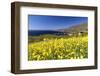 Yellow Mustard Bloom, Big Sur, California-George Oze-Framed Photographic Print