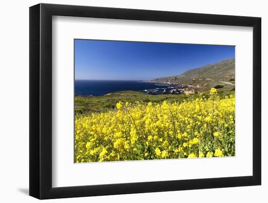 Yellow Mustard Bloom, Big Sur, California-George Oze-Framed Photographic Print