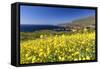 Yellow Mustard Bloom, Big Sur, California-George Oze-Framed Stretched Canvas