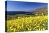 Yellow Mustard Bloom, Big Sur, California-George Oze-Stretched Canvas