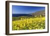 Yellow Mustard Bloom, Big Sur, California-George Oze-Framed Photographic Print