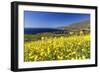 Yellow Mustard Bloom, Big Sur, California-George Oze-Framed Photographic Print