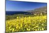 Yellow Mustard Bloom, Big Sur, California-George Oze-Mounted Photographic Print