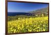 Yellow Mustard Bloom, Big Sur, California-George Oze-Framed Photographic Print