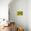 Yellow mustard in full blossom, catch crop, autumn-Christine Meder stage-art.de-Photographic Print displayed on a wall
