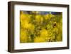 Yellow mustard in full blossom, catch crop, autumn-Christine Meder stage-art.de-Framed Photographic Print