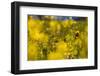 Yellow mustard in full blossom, catch crop, autumn-Christine Meder stage-art.de-Framed Photographic Print