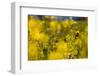 Yellow mustard in full blossom, catch crop, autumn-Christine Meder stage-art.de-Framed Photographic Print