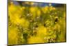 Yellow mustard in full blossom, catch crop, autumn-Christine Meder stage-art.de-Mounted Photographic Print
