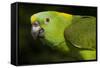 Yellow-Naped Amazon Parrot (Amazona Auropalliata)-Lynn M^ Stone-Framed Stretched Canvas