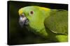 Yellow-Naped Amazon Parrot (Amazona Auropalliata)-Lynn M^ Stone-Stretched Canvas