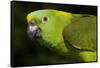 Yellow-Naped Amazon Parrot (Amazona Auropalliata)-Lynn M^ Stone-Framed Stretched Canvas